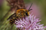 Klimopbij (Colletes hederae)