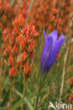 Klokjesgentiaan (Gentiana pneumonanthe) 