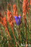 Marsh Gentian (Gentiana pneumonanthe)