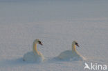 Knobbelzwaan (Cygnus olor)