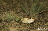 Common Spadefoot Toad (Pelobates fuscus)