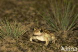 Common Spadefoot Toad (Pelobates fuscus)