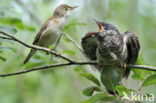 Common Cuckoo (Cuculus canorus)