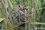 Common Cuckoo (Cuculus canorus)