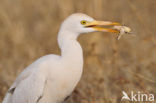 Cattle Egret (Bubulcus ibis)