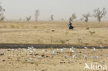 Koereiger (Bubulcus ibis)