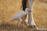 Koereiger (Bubulcus ibis)