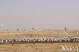 Koereiger (Bubulcus ibis)