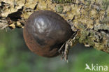 Kogelhoutskoolzwam (Daldinia concentrica) 