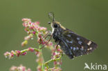 Silver-spotted Skipper (Hesperia comma)