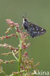 Silver-spotted Skipper (Hesperia comma)