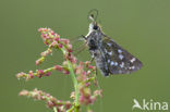 Kommavlinder (Hesperia comma) 