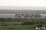 Konik horse (Equus spp)