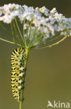 Koninginnepage (Papilio machaon) 