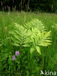 Moerasvaren (Thelypteris palustris)