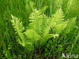 eastern marsh fern (Thelypteris palustris)