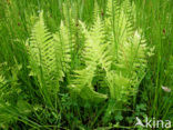 eastern marsh fern (Thelypteris palustris)