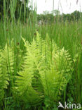eastern marsh fern (Thelypteris palustris)