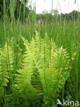 Moerasvaren (Thelypteris palustris)