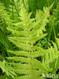 eastern marsh fern (Thelypteris palustris)