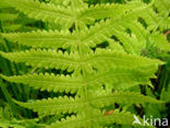 eastern marsh fern (Thelypteris palustris)