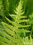 eastern marsh fern (Thelypteris palustris)