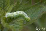 Burnished Brass (Diachrysia chrysitis)