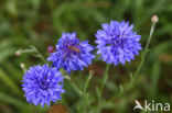 Cornflower (Centaurea cyanus)