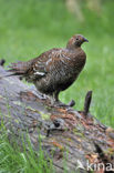 Black Grouse (Tetrao tetrix)