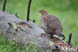 Black Grouse (Tetrao tetrix)