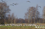 Kraanvogel (Grus grus)