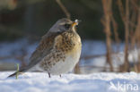 Fieldfare (Turdus pilaris)