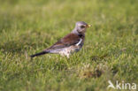 Fieldfare (Turdus pilaris)