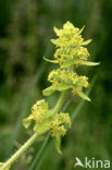 Crosswort (Cruciata laevipes)