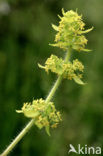 Crosswort (Cruciata laevipes)