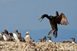 Kuifaalscholver (Phalacrocorax aristotelis)