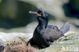 Kuifaalscholver (Phalacrocorax aristotelis)