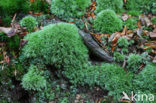 Large White-moss (Leucobryum glaucum)