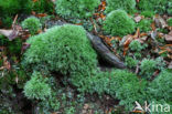 Large White-moss (Leucobryum glaucum)