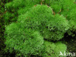 Kussentjesmos (Leucobryum glaucum)