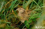 Kwartel (Coturnix coturnix)