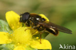 Laat hoefbladgitje (Cheilosia canicularis)