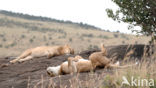 Lion (Panthera leo) 