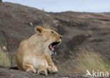 Leeuw (Panthera leo) 