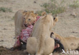 Lion (Panthera leo) 