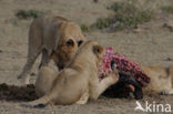 Lion (Panthera leo) 