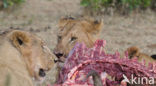 Lion (Panthera leo) 