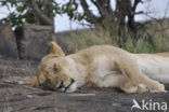 Lion (Panthera leo) 