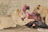 Lion (Panthera leo) 