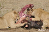 Leeuw (Panthera leo) 